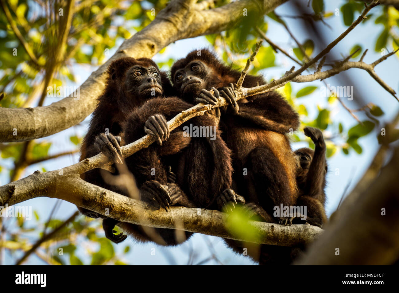 Una coppia di adulti scimmie urlanti seduto su un ramo in un treetop in Laguna de Apoyo, Nicaragua Foto Stock