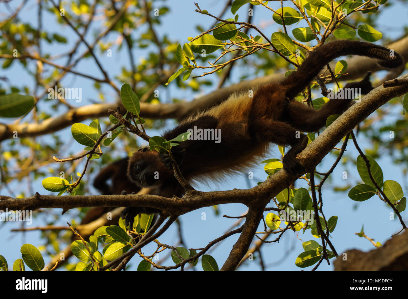Scimmie urlanti che si muove attraverso un treetop in Laguna de Apoyo in Nicaragua Foto Stock