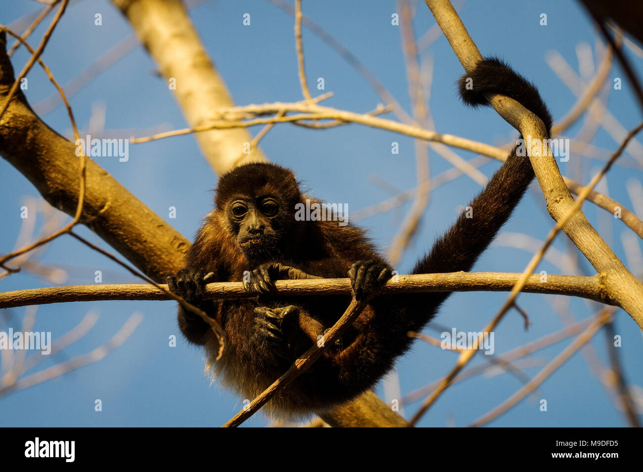 Adulto ululati monkey tenendo premuto su di un ramo in un treetop in Laguna de Apoyo, Nicaragua Foto Stock