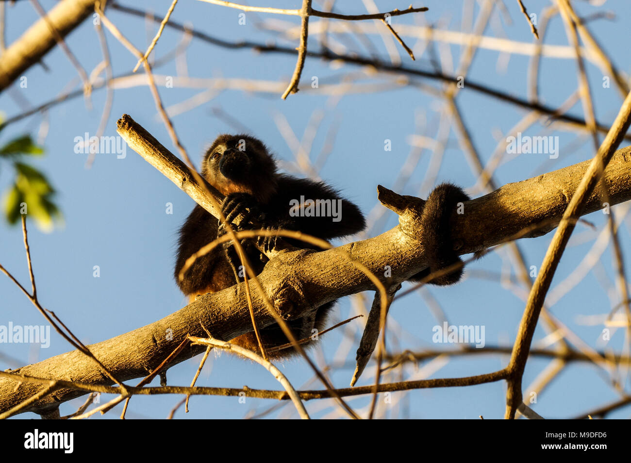 Adulto ululati monkey tenendo premuto su di un ramo in un treetop in Laguna de Apoyo, Nicaragua Foto Stock
