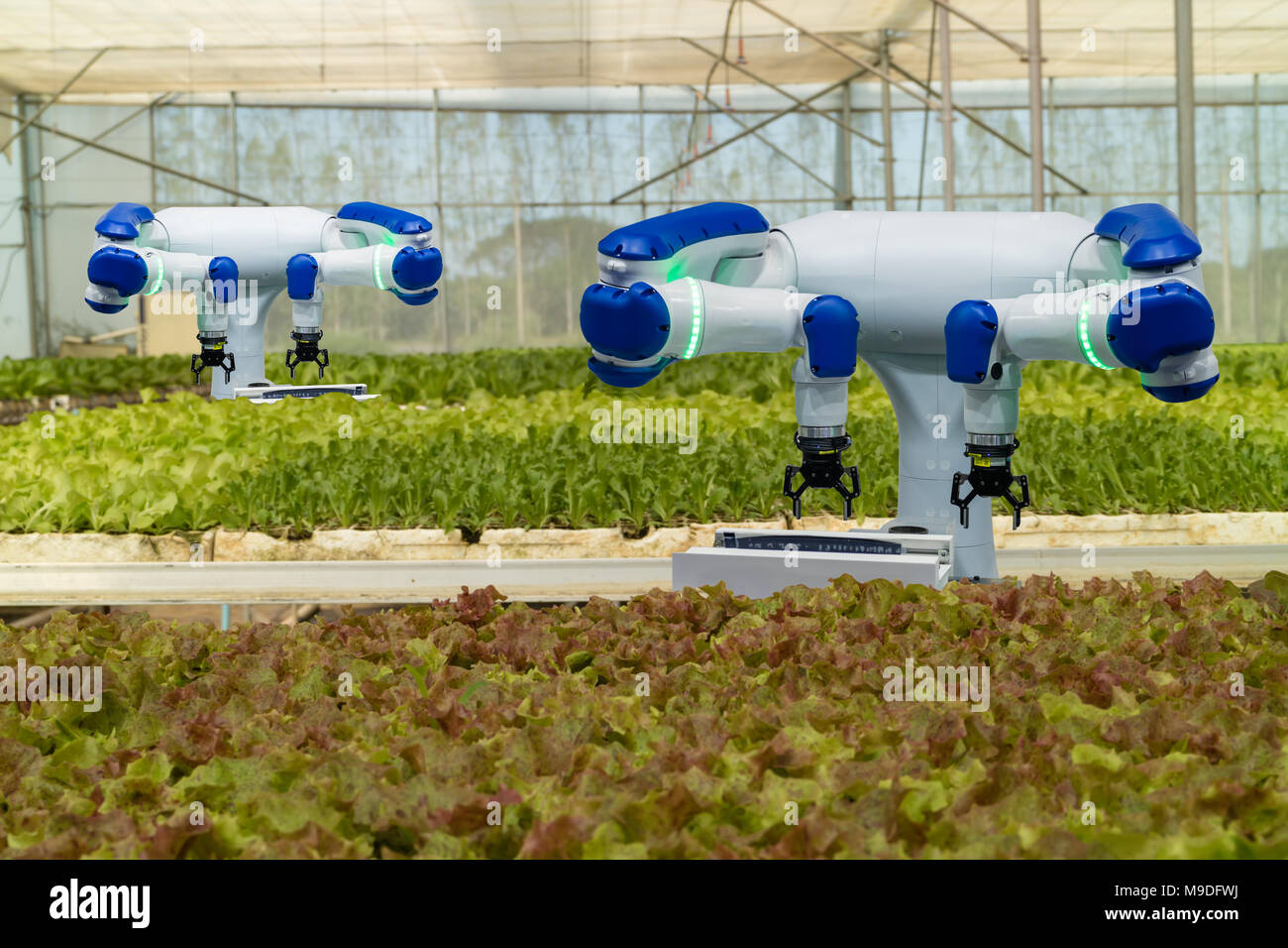 Robotici intelligenti in agricoltura concept futuristico, il robot gli agricoltori (automazione) deve essere programmato per lavorare in verticale o piscina agriturismo per aumentare eff Foto Stock