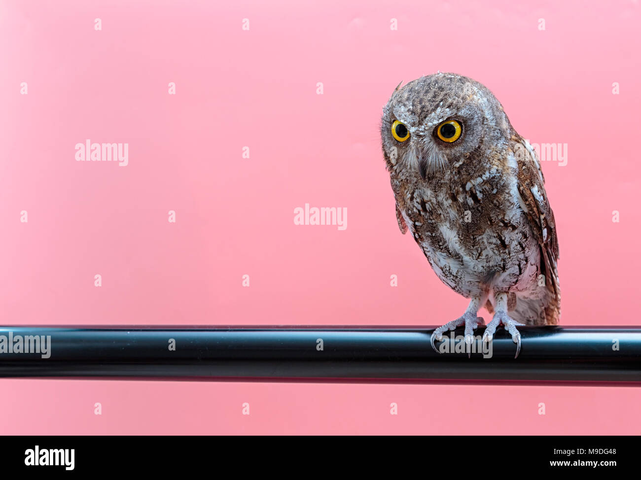 Poco assiolo isolare su sfondo rosa con spazio di copia Foto Stock