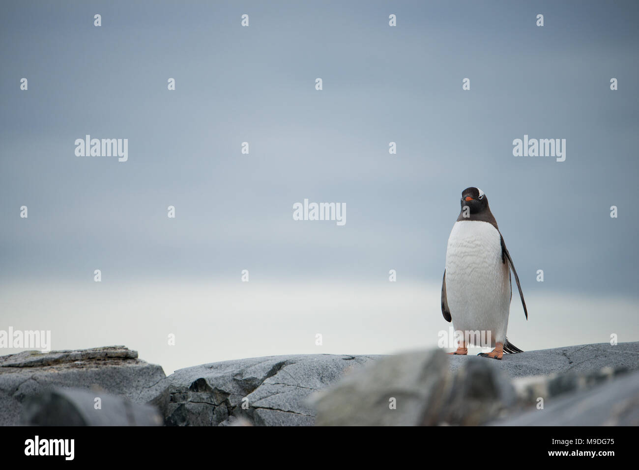 Un pinguino Gentoo isolata su una costa rocciosa in Antartide Foto Stock