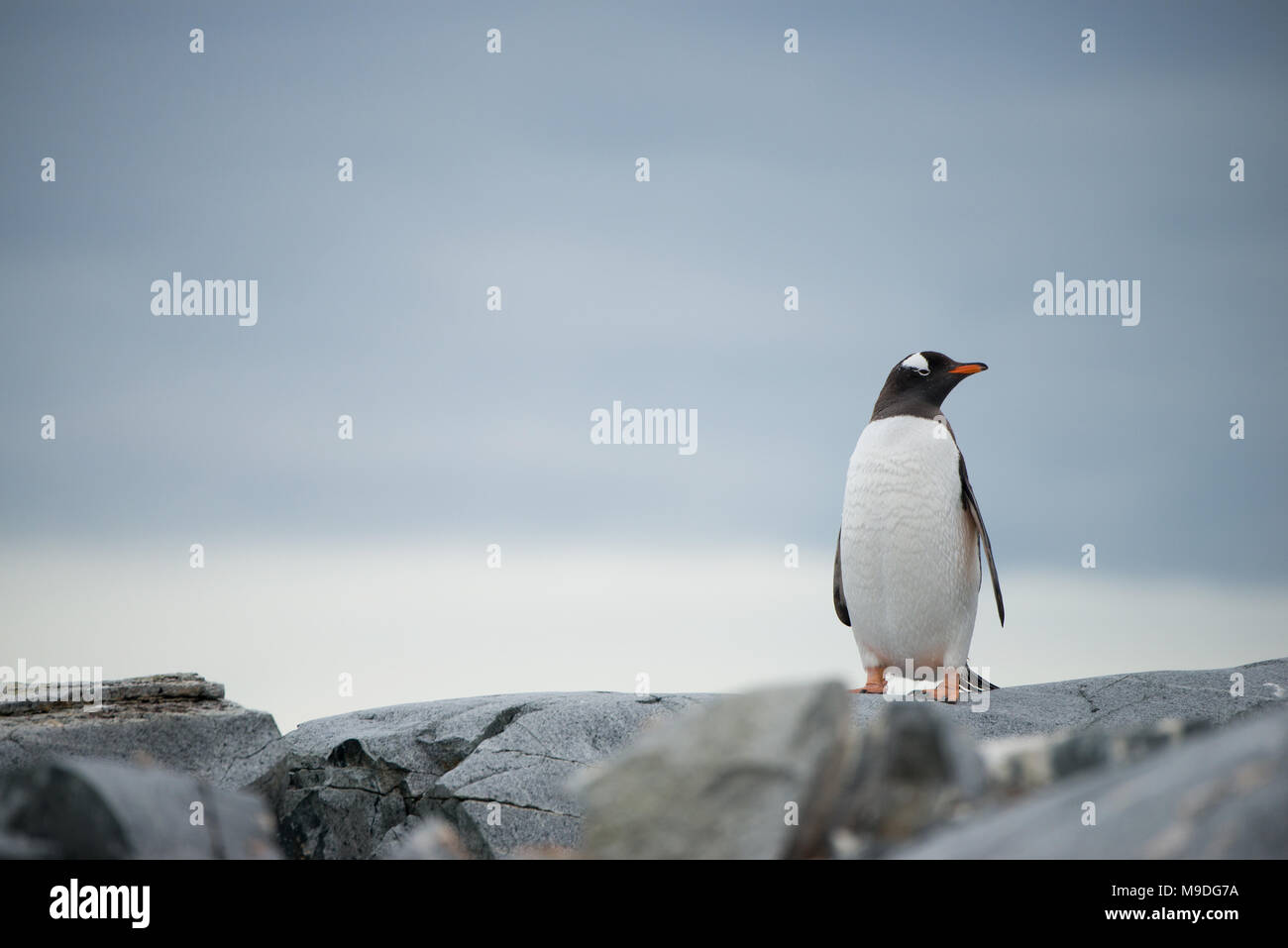Un pinguino Gentoo isolata su una costa rocciosa in Antartide Foto Stock
