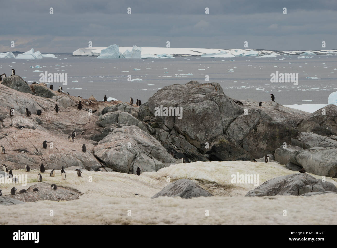 Una colonia di pinguini in Antartide Foto Stock