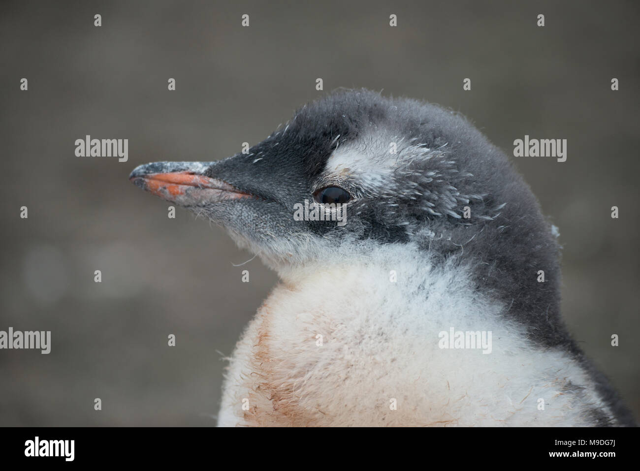 Un pinguino Gentoo pulcino, metà molt ferma su una superficie rocciosa in Antartide Foto Stock