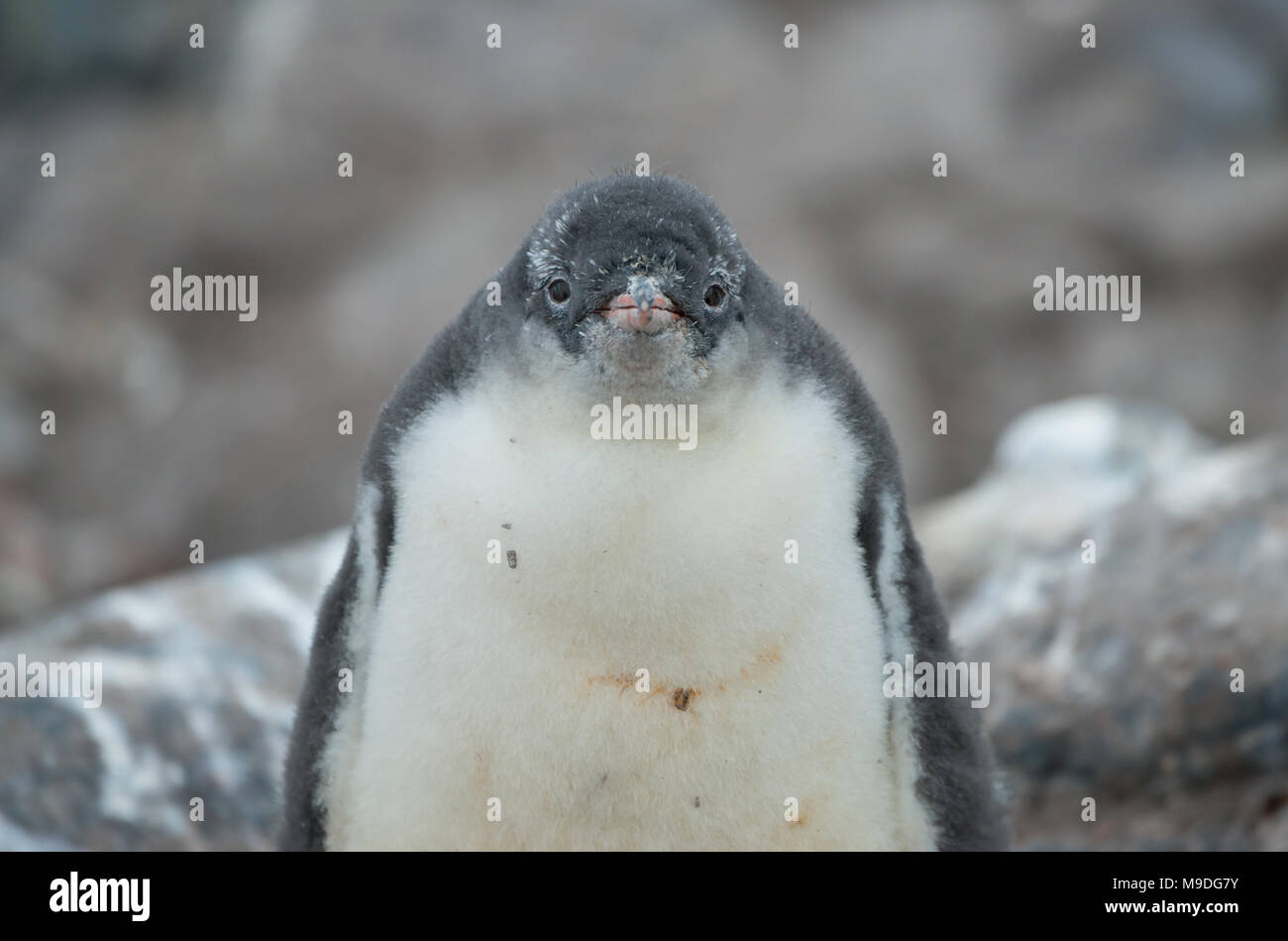 Un pinguino Gentoo pulcino, metà molt ferma su una superficie rocciosa in Antartide Foto Stock