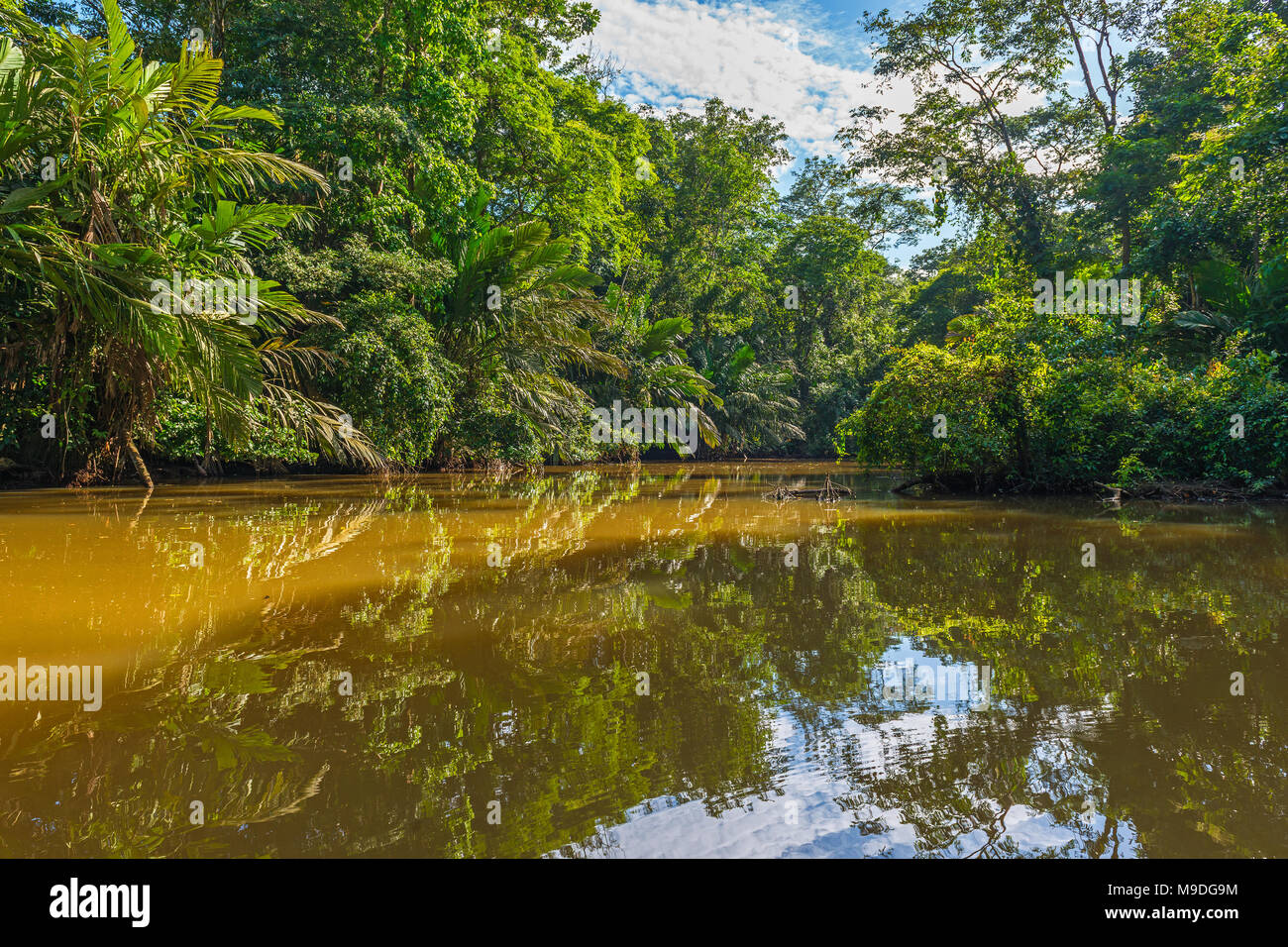 La riflessione della foresta pluviale tropicale all'interno del parco nazionale di Tortuguero dal Mar dei Caraibi e i suoi famosi canali a bordo di una barca turistica viaggio in Costa Rica. Foto Stock