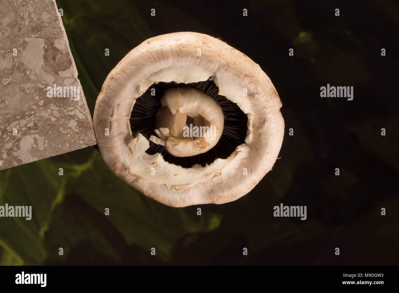 Funghi commestibili still life fotografia Foto Stock
