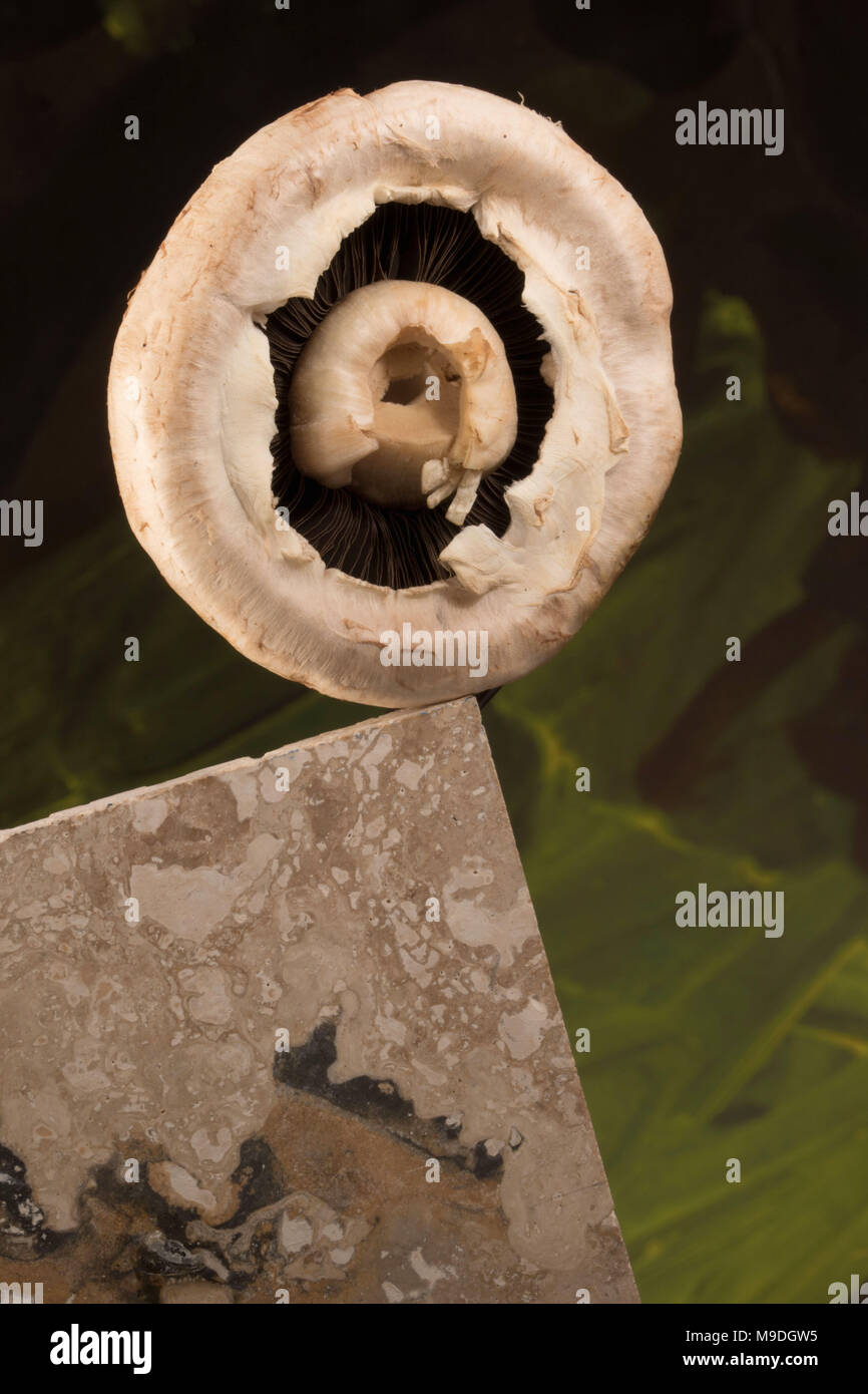 Funghi commestibili still life fotografia Foto Stock