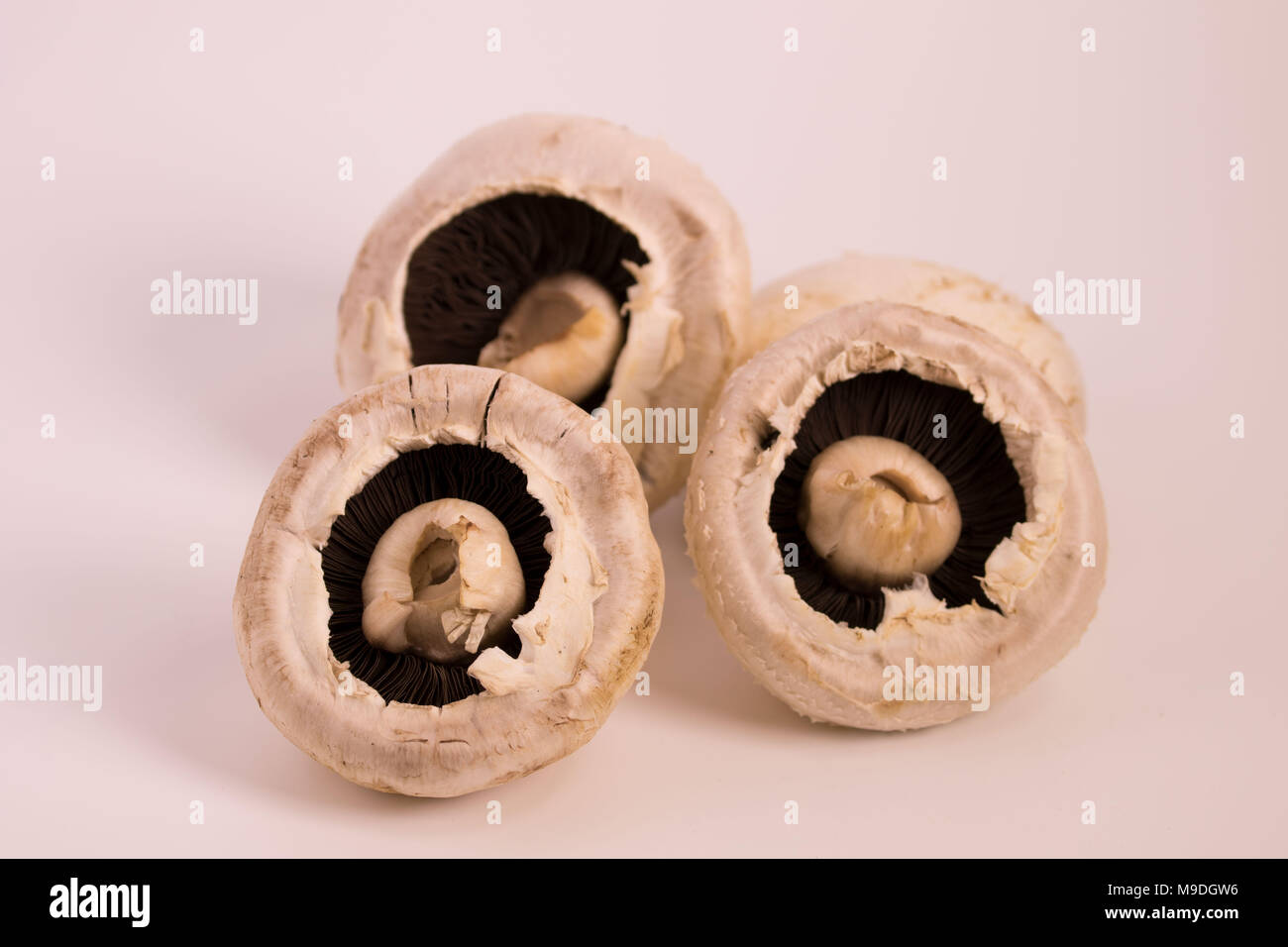 Funghi commestibili still life fotografia Foto Stock
