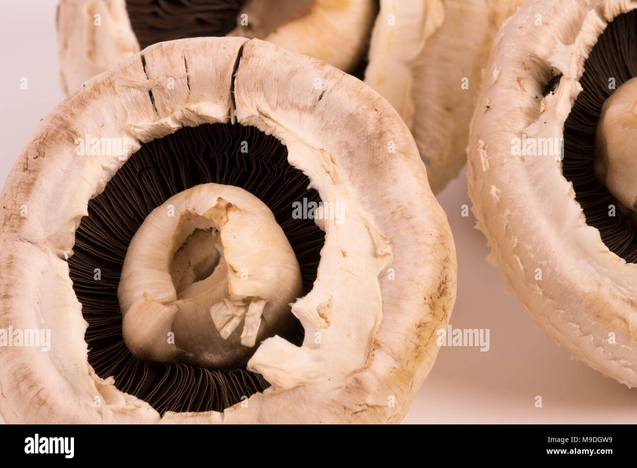 Funghi commestibili still life fotografia Foto Stock