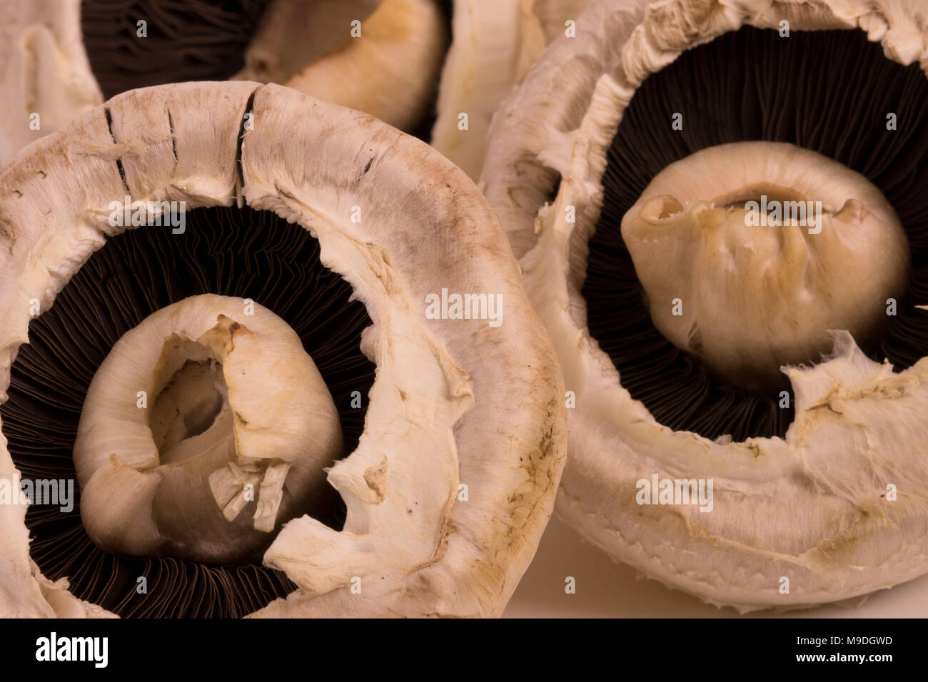 Funghi commestibili still life fotografia Foto Stock
