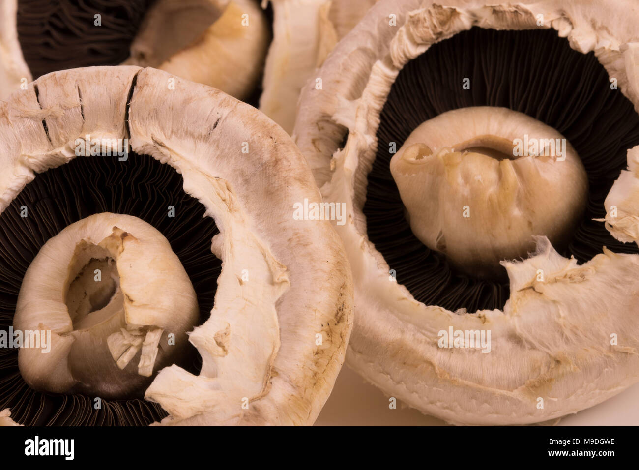 Funghi commestibili still life fotografia Foto Stock