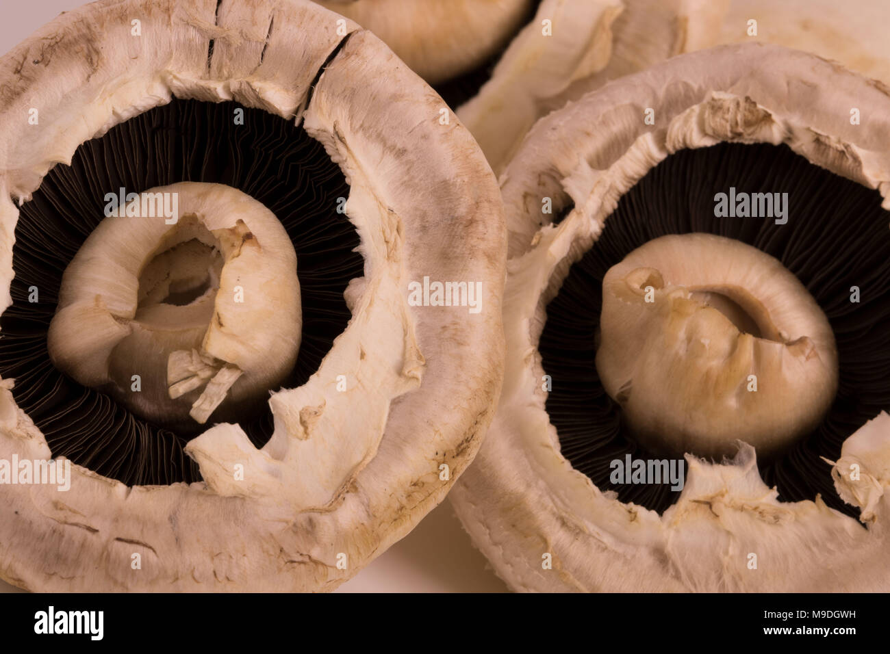 Funghi commestibili still life fotografia Foto Stock