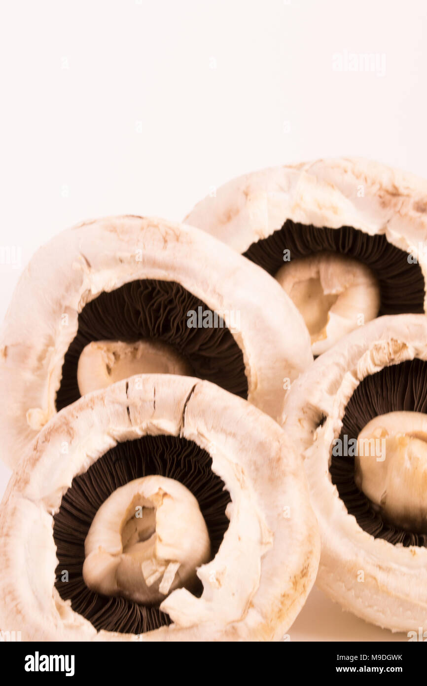 Funghi commestibili still life fotografia Foto Stock