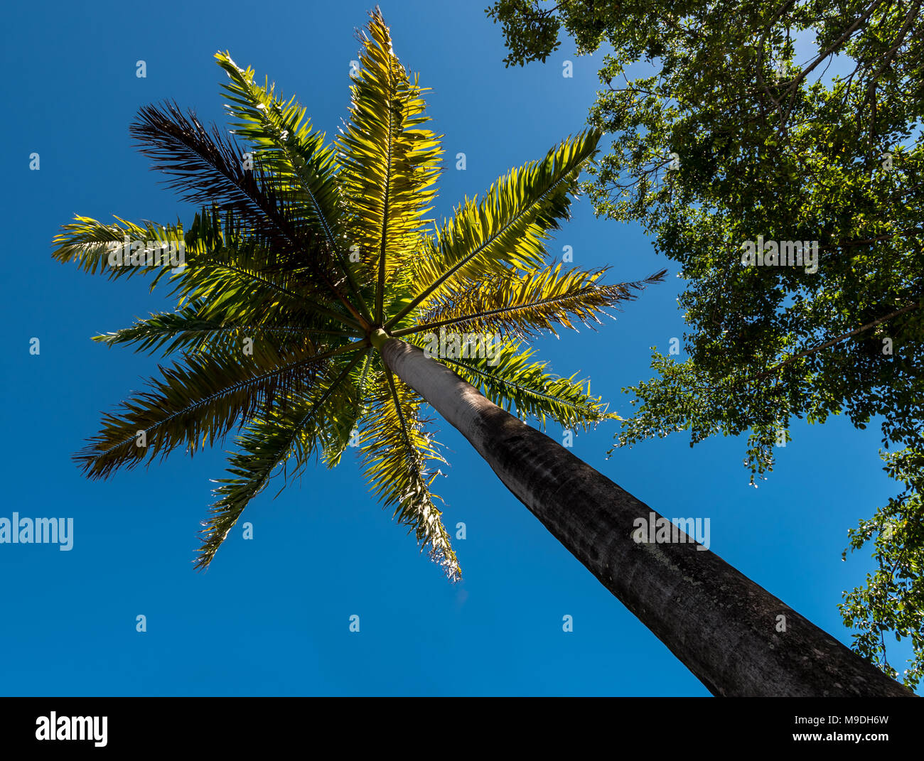 Palm Tree contro deep blue sky di St. John's, Antigua Foto Stock