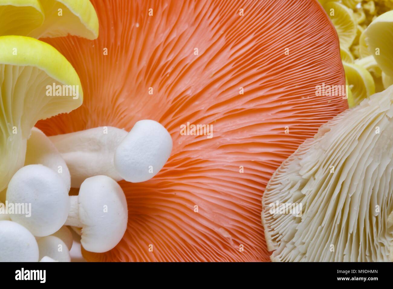 Un assortimento di funghi asiatici Foto Stock
