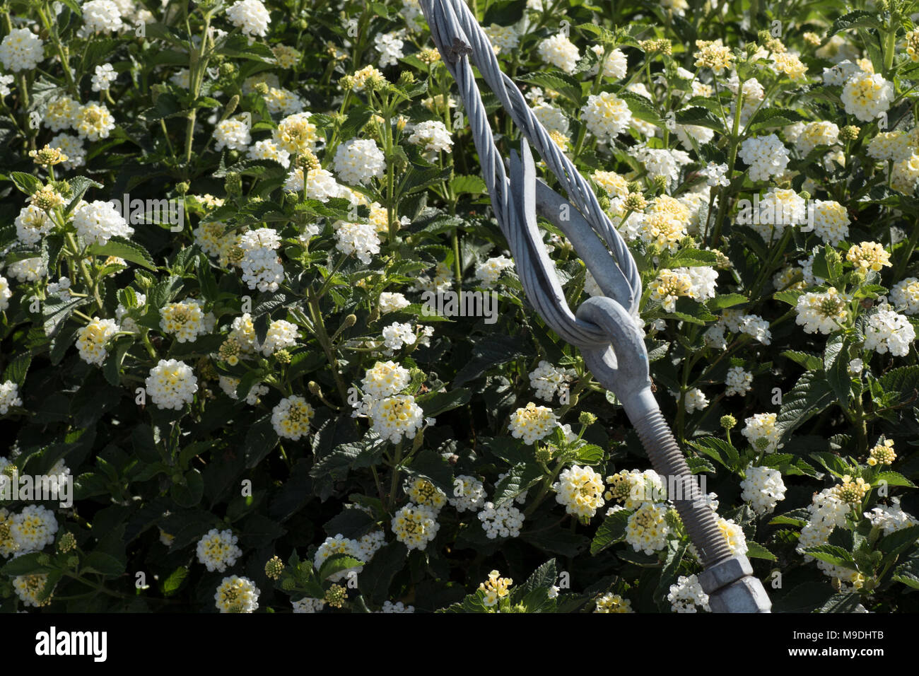 Sistemi di ritenuta di metallo contro una siepe di fiori vicino Polis stazione bus (gateway di Afrodite bagno), Paphos, Cipro, europa Foto Stock