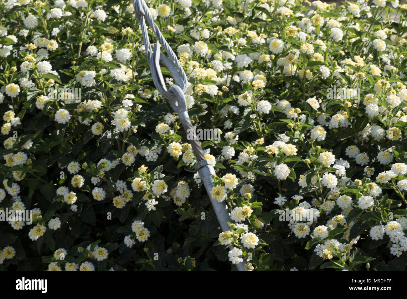 Sistemi di ritenuta di metallo contro una siepe di fiori vicino Polis stazione bus (gateway di Afrodite bagno), Paphos, Cipro, europa Foto Stock