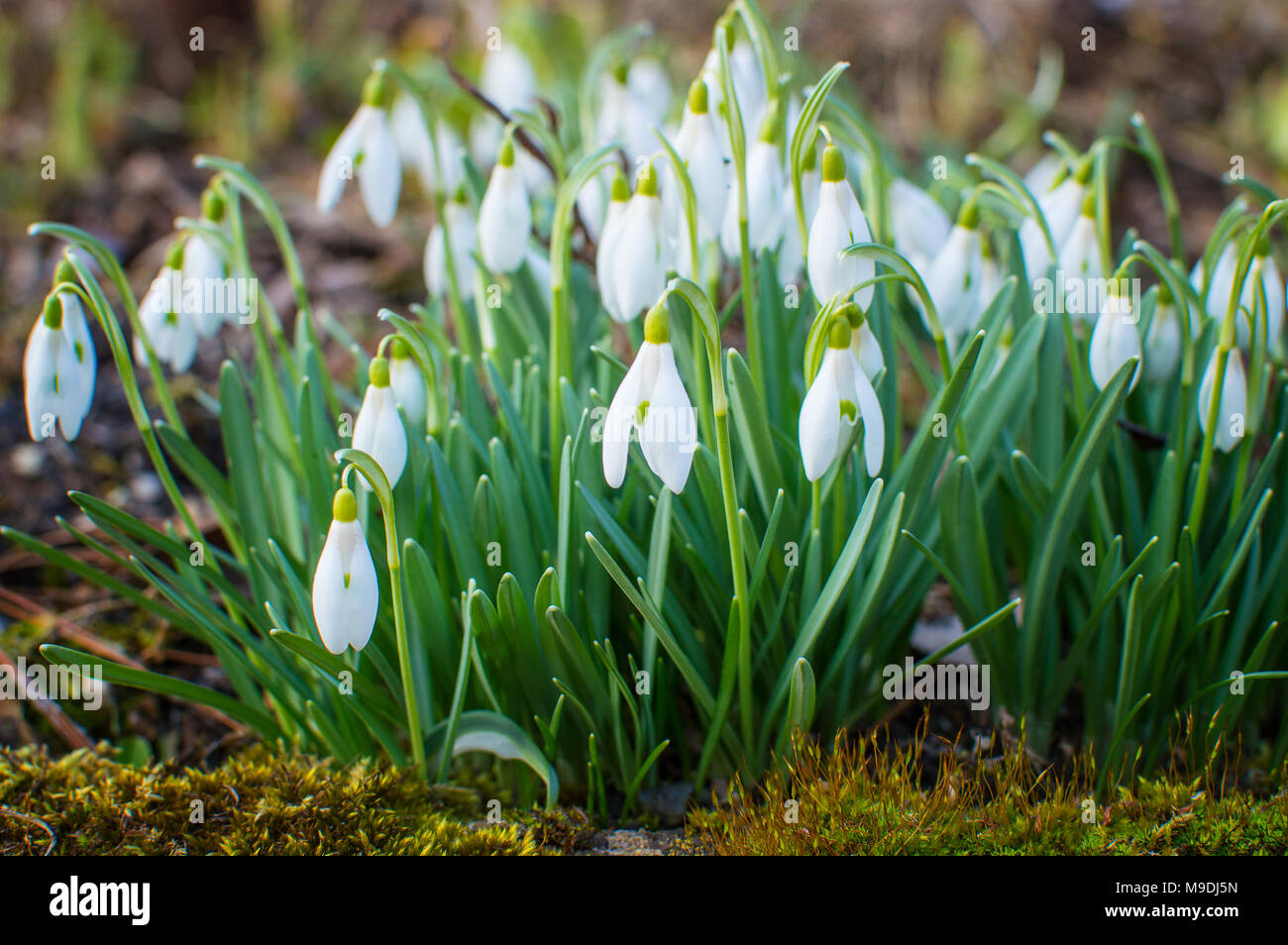 Bucaneve nel giardino sono il classico simbolo della prossima primavera. Foto Stock