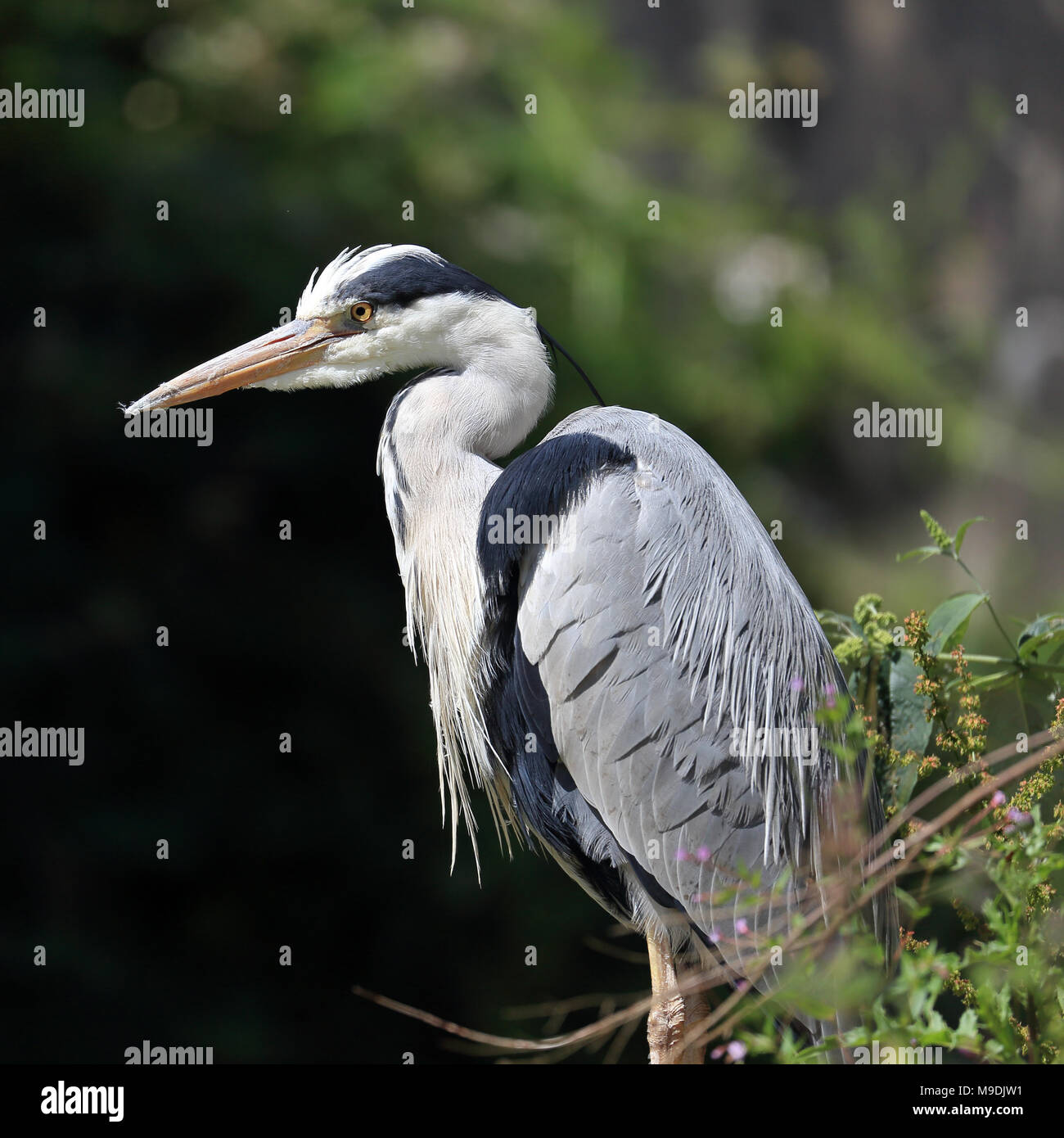 Airone cenerino arroccato, cercando grumpy Foto Stock