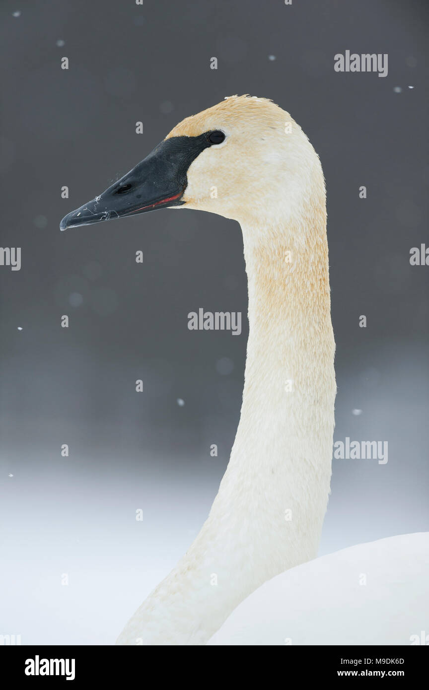 Adulto Trumpeter swan (Cygnus buccinatore), WI, Stati Uniti d'America, Dicembre, da Dominique Braud/Dembinsky Foto Assoc Foto Stock