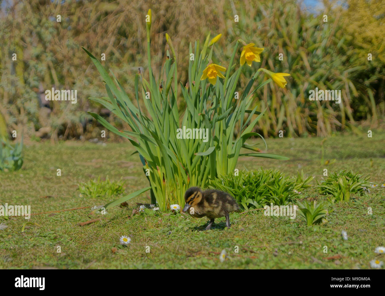 La primavera e a Pasqua si riuniscono con la molla narcisi e baby pulcini Foto Stock