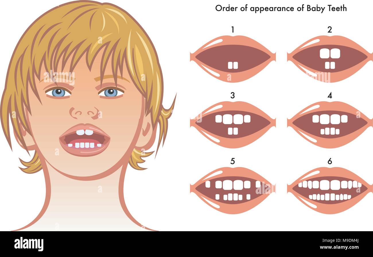 Vettore Illustrazione medica di ordine di apparizione dei denti del bambino Illustrazione Vettoriale