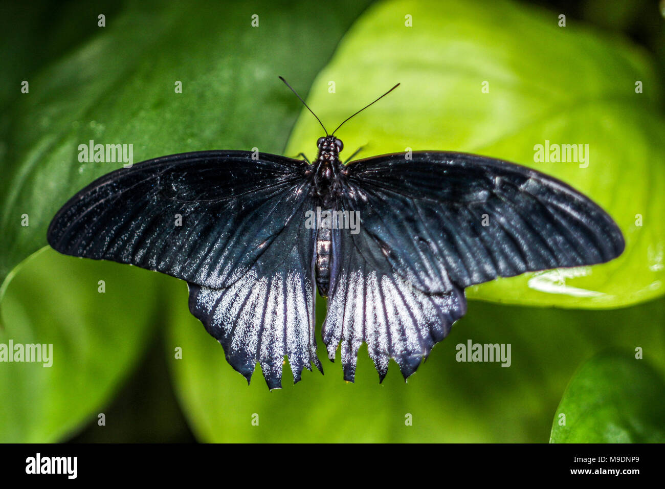 Blue Butterfly su una foglia sfocata Foto Stock