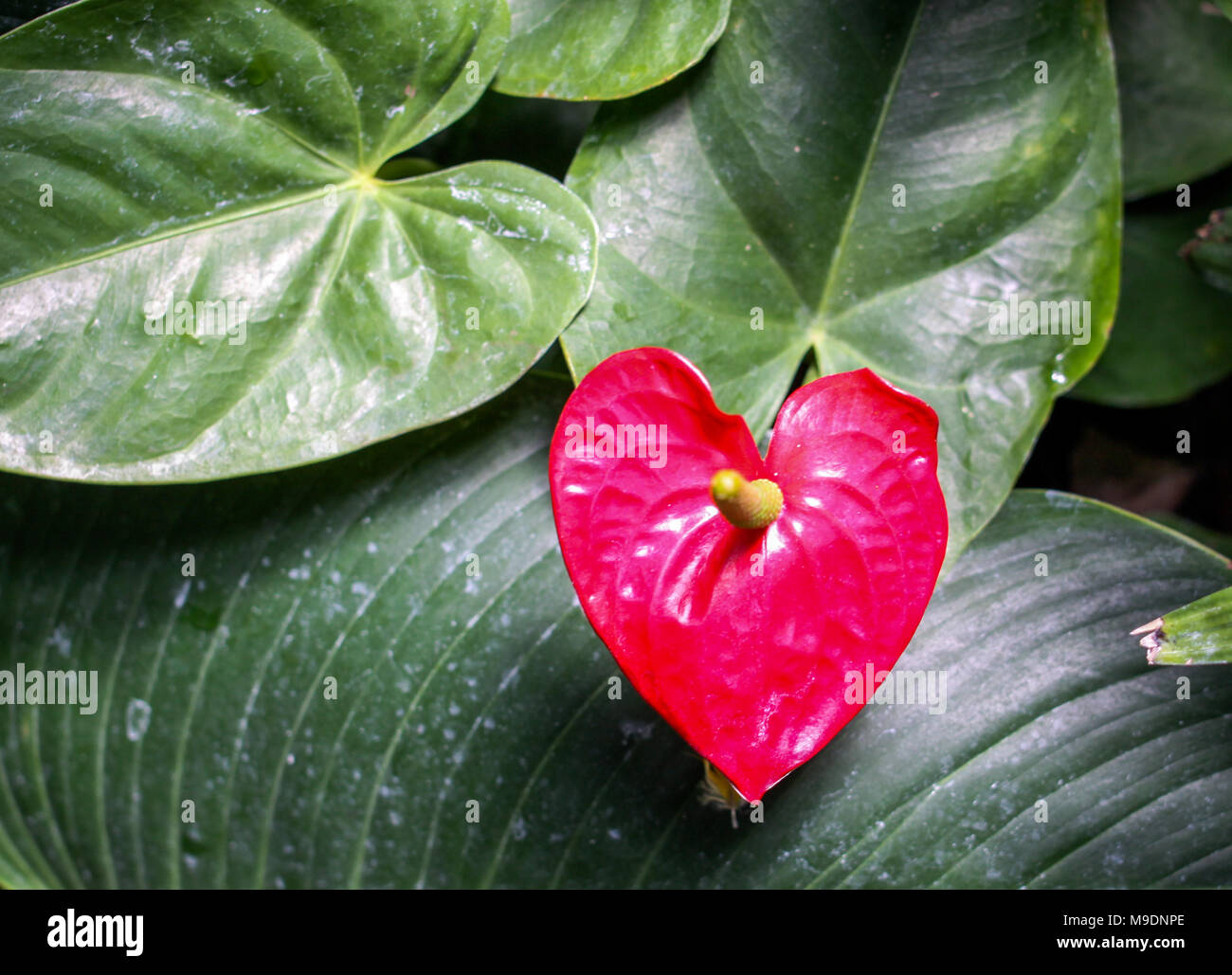 Rosso a forma di cuore ad anta contro le foglie di colore verde Foto Stock