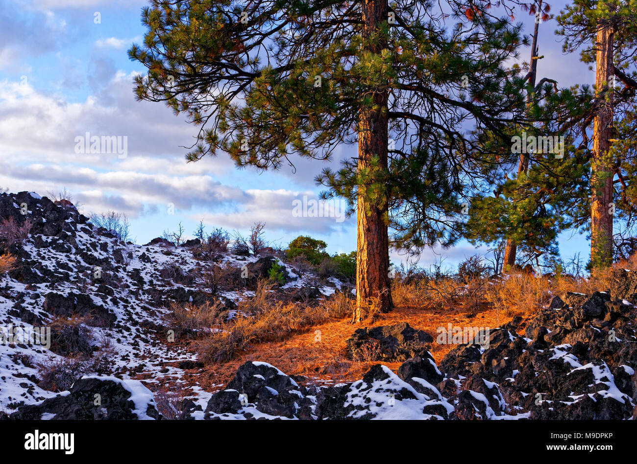 43,045.07793 un bel tramonto sun-glow bagna e cade sul Ponderosa di alberi e arbusti circondata da una antica colata lavica con cielo blu e nuvole Foto Stock