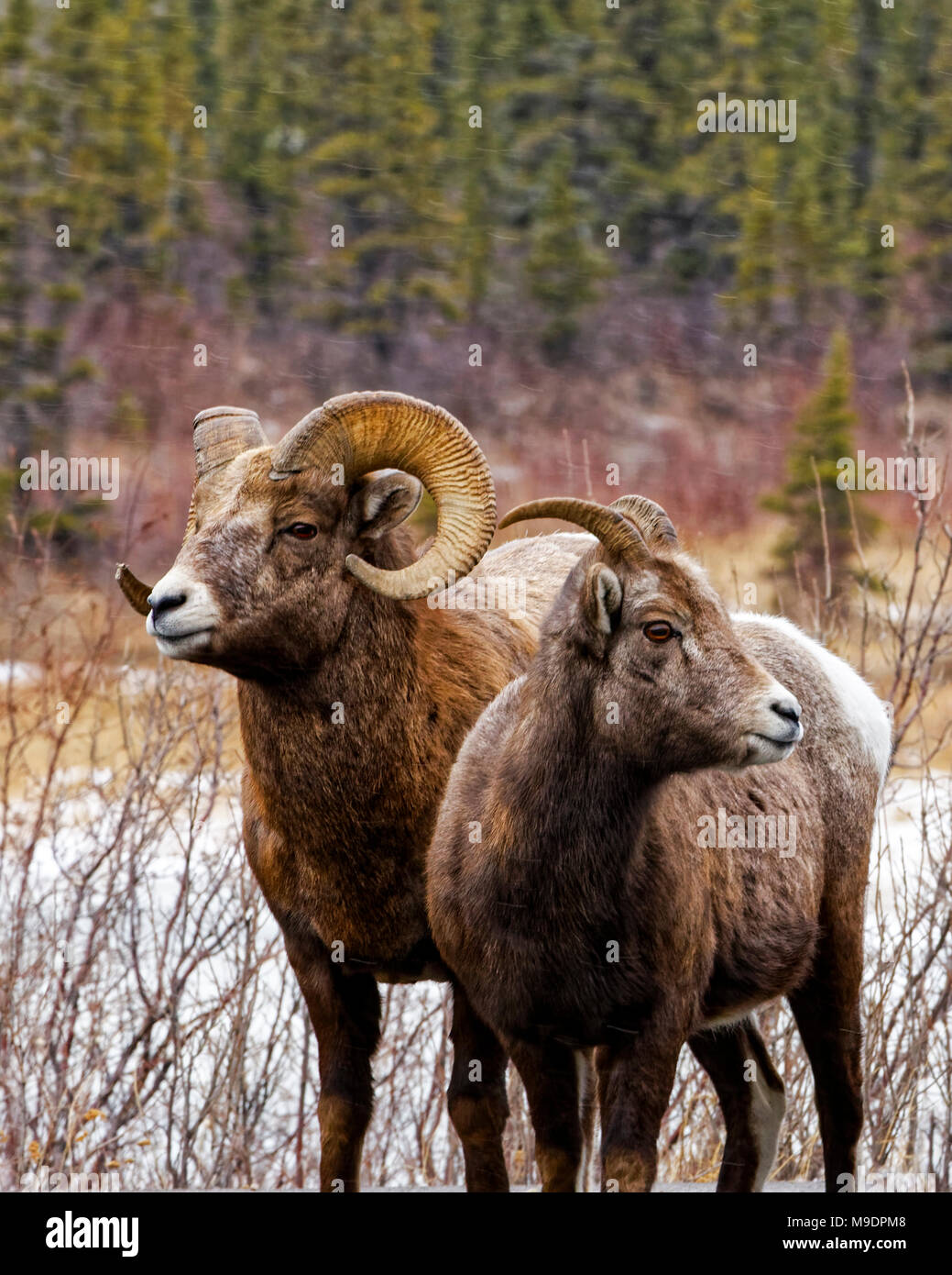 43,107.08523 coppia di Bighorn piena curl corna ram e di Pecora in piedi con la conifera albero background in inverno Foto Stock