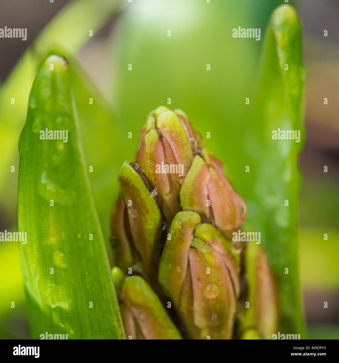 Una ripresa macro di un fiore di giacinto bud che compaiono in primavera. Foto Stock
