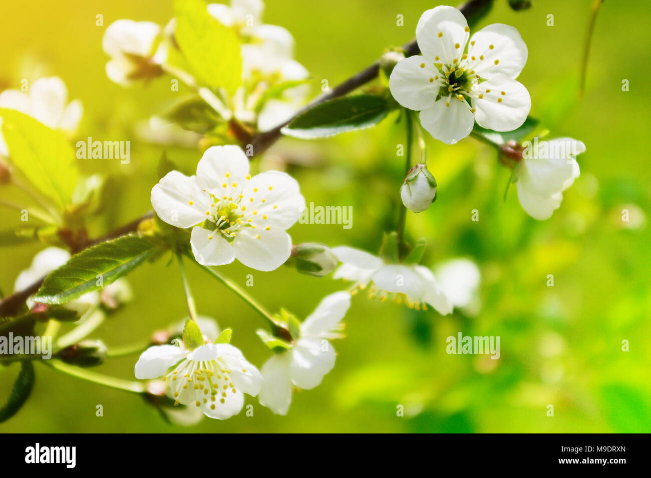 Ciliege acide Prunus cerasus albero in fiore. Bianco Ciliegio freschi fiori che sbocciano su un ramo di albero. Primavera nel giardino. Foto Stock