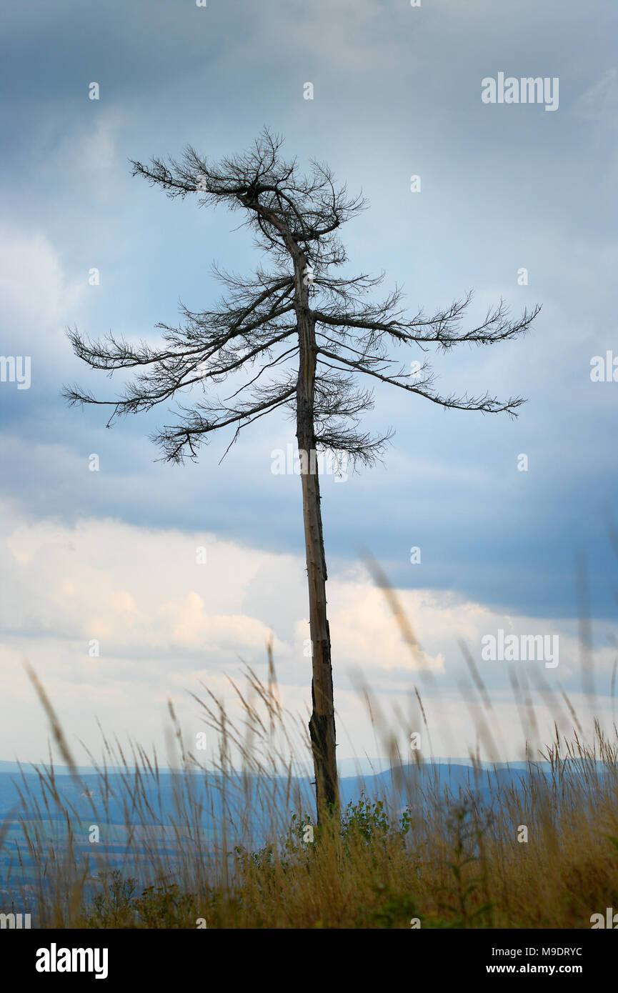 Essiccato solitario albero morto sul Ruprechticky spicak mountain summit, montagne di pietra, Sudetes, Repubblica Ceca. Foto Stock