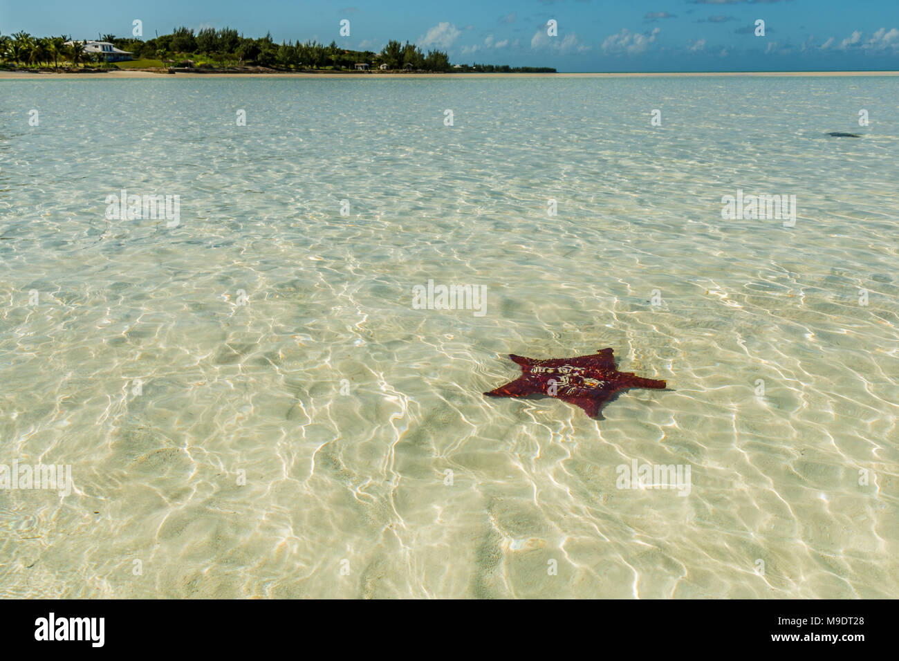 Sabbia rosa della spiaggia in Bahamas con acqua turchese e isola Foto Stock