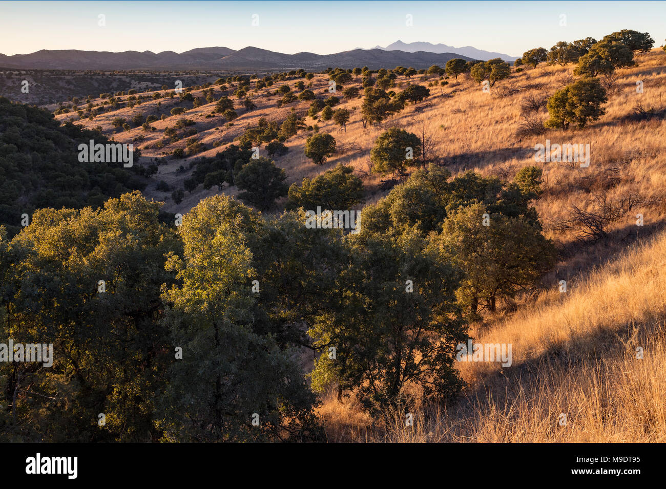Foresta Nazionale di Coronado, Arizona Foto Stock