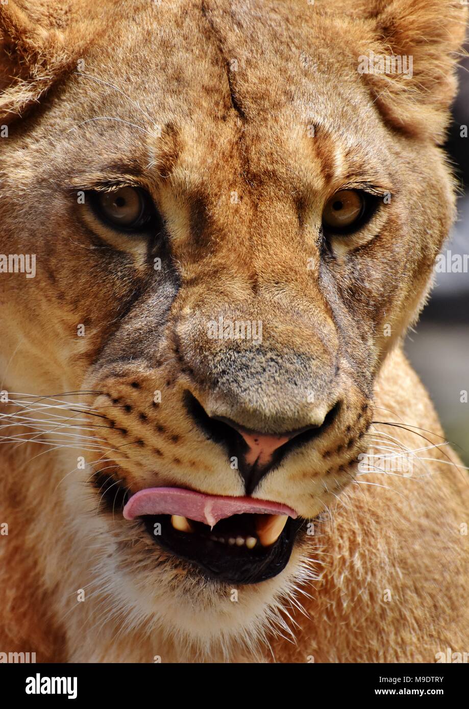 Close-up verticale della faccia di una femmina di Lion (Panthera leo). Foto Stock