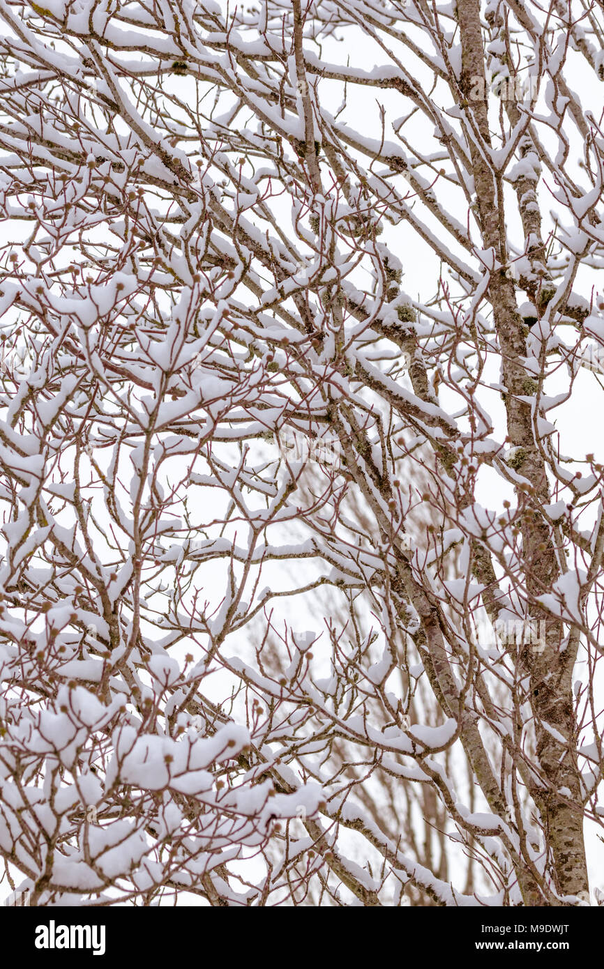 Un giovane albero con rami sottili e rametti sottili le catture di neve. In questa scena monotona, corteccia pattern e il groviglio di arti sono sottolineati Foto Stock