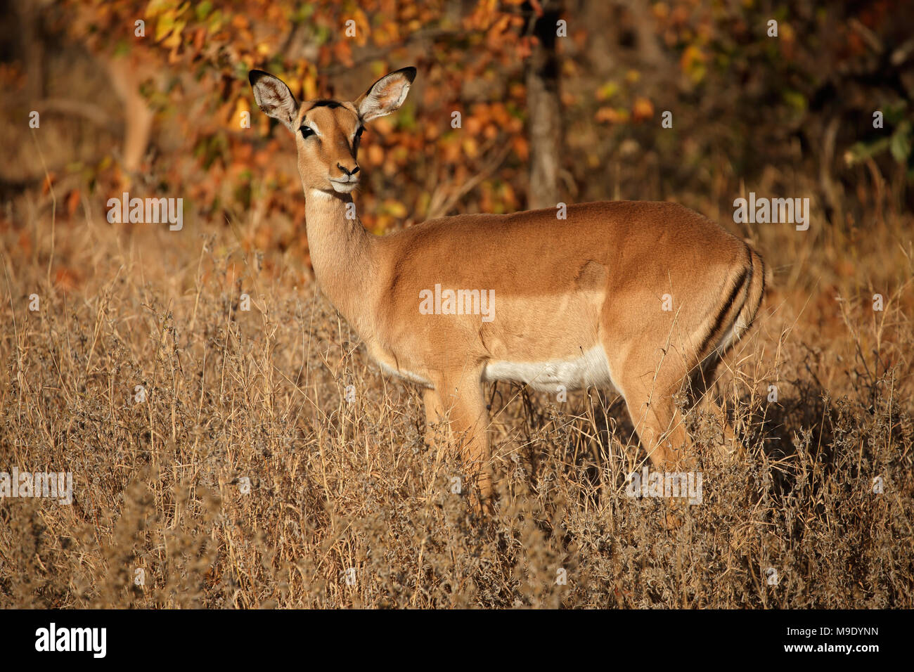 Un impala antilope (Aepyceros melampus) in habitat naturale, il Parco Nazionale Kruger, Sud Africa Foto Stock