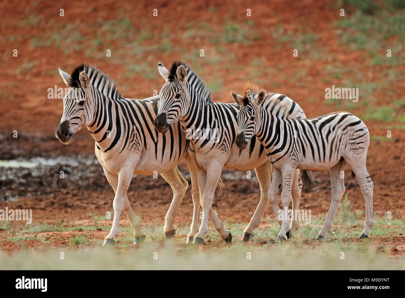 Tre pianure zebre (Equus burchelli) in habitat naturale, Sud Africa Foto Stock