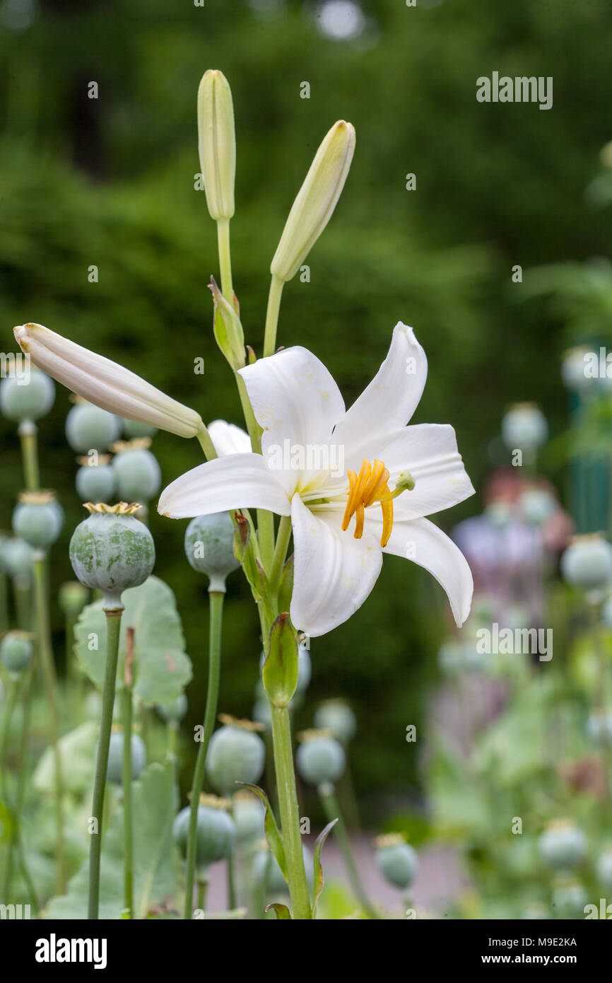 Madonna lily, Madonnalilja, (Lilium candidum) Foto Stock