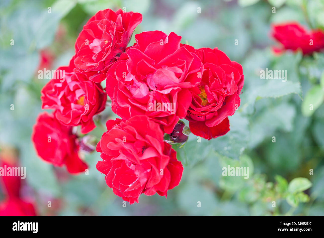 " Alain' Polyantha Rose, Polyantharos (rosa) Foto Stock