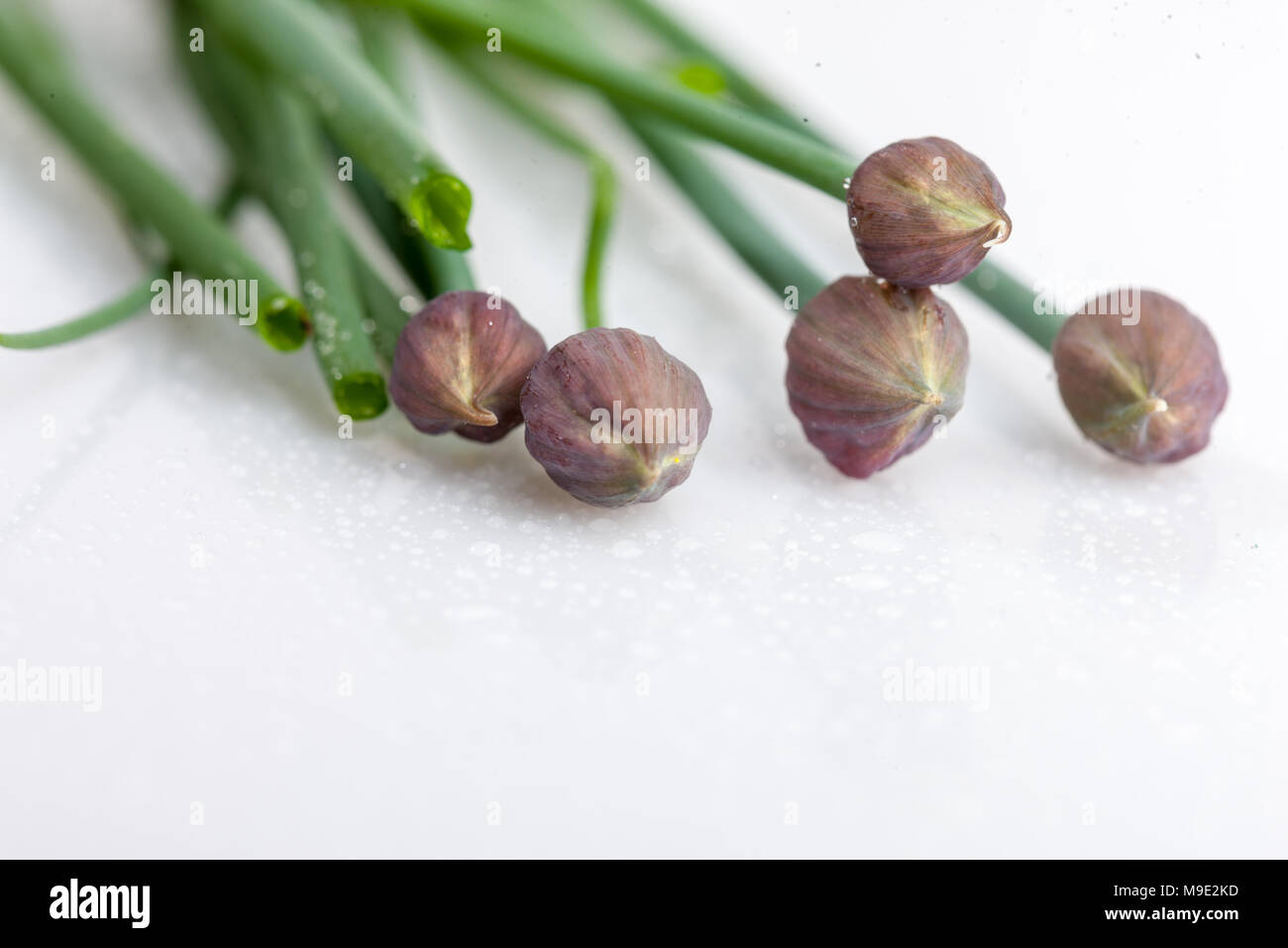 Erba cipollina, Gräslök (Allium schoenoprasum) Foto Stock