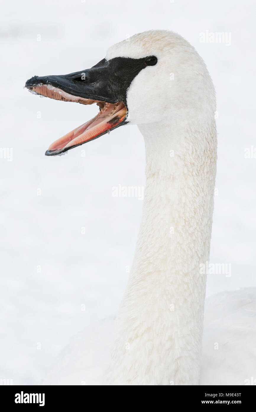 Trumpeter swan (Cygnus buccinatore) sbadigli. St. Croix sul fiume Hudson, WI, Stati Uniti d'America, Mid-January, Dominique Braud/Dembinsky Foto Assoc Foto Stock