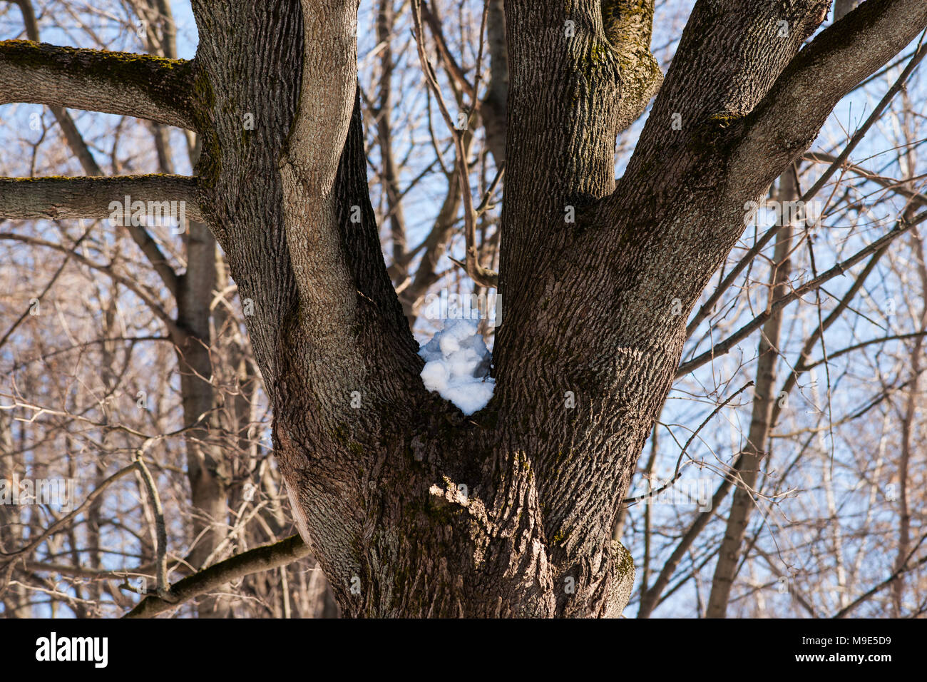 Tappo di neve su un tronco di albero in una giornata di sole di inizio primavera. Cielo blu Foto Stock
