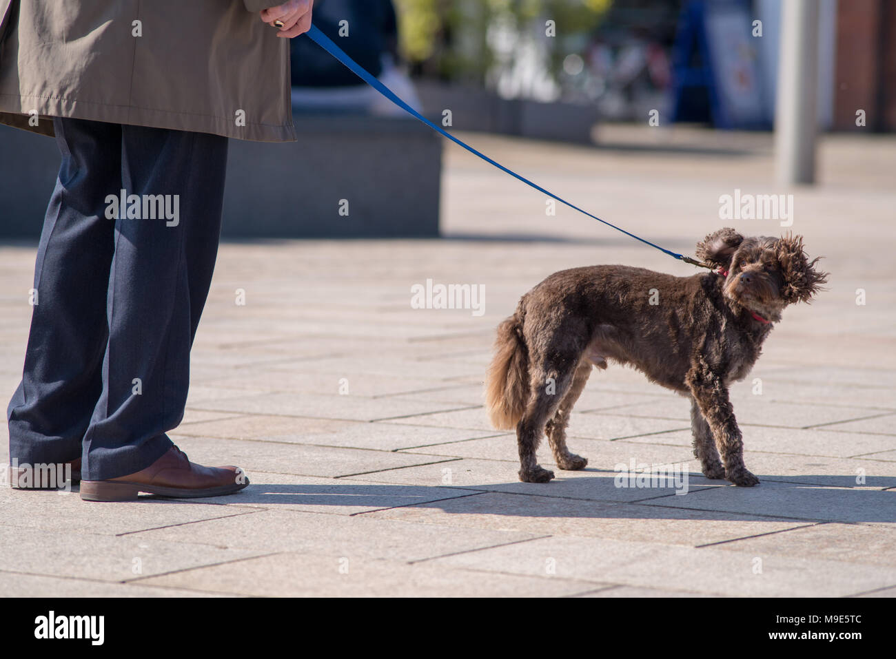 Piccolo simpatico cane marrone sul piombo scuote la testa e le orecchie con elegantemente vestito proprietario maschio Foto Stock
