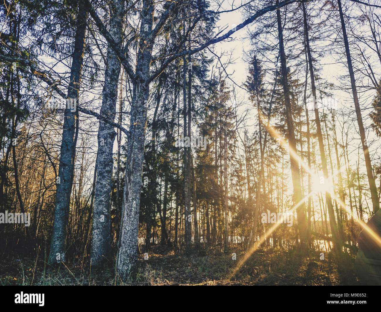 Luminosi raggi di sole splende tra gli alberi in una fredda giornata Autums direttamente alla telecamera - look vintage modifica Foto Stock