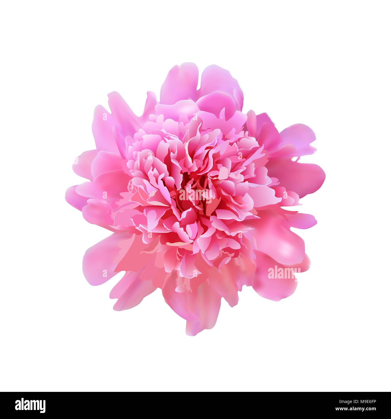 Vettore grande realistica piena fioritura rosa peonia. bel fiore per la progettazione Illustrazione Vettoriale